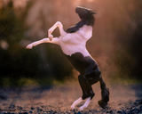 Breyer Black Pinto Mustang-Toys-Eland Lodge