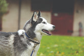 Horseware Amigo Dog Collar