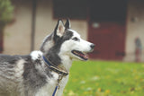 Horseware Amigo Dog Collar