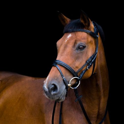 Stubben Freedom Anatomical Bridles