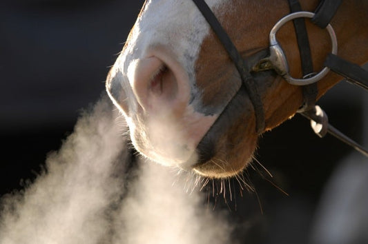 Winter Respiratory Care with NAF