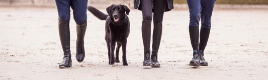 Best Selling Ariat Riding Boots at Eland Lodge