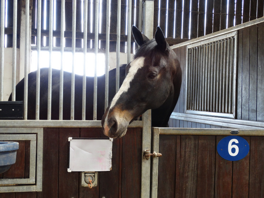 Everything You Need To Know About Protecting Your Horse From Flies This Summer