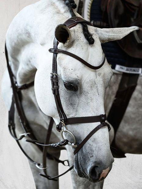 PS of Sweden Anatomical Bridles