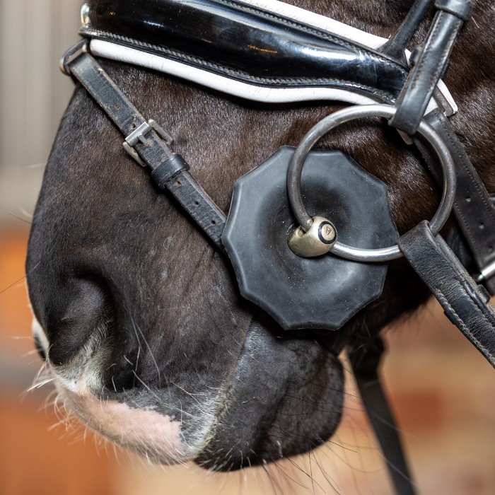Horse nose showing bridle, bit and rubber rings on faded background