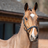 Brown horse with a white blaze on its face, wearing a bridle, in front of a blurred background.
