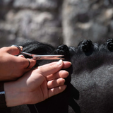 Person trimming a black dog's hair with scissors against a stone wall background