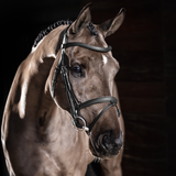 Brown horse wearing a bridle against a dark background