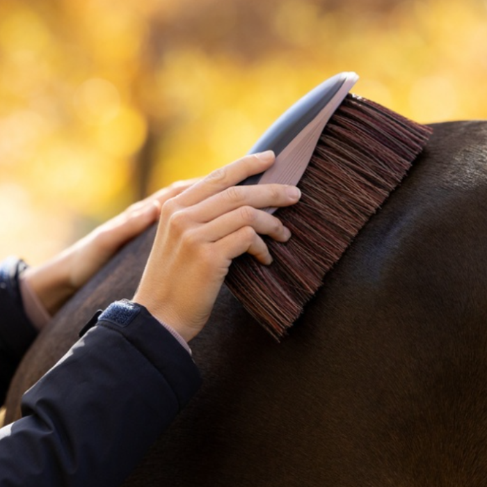 LeMieux AW26 Flicky Brush Varient Navy. A close-up of a person grooming a dark brown horse outdoors, using a dark gray and pink horse brush on the horse's neck. The background is a soft, warm golden bokeh of autumn trees.