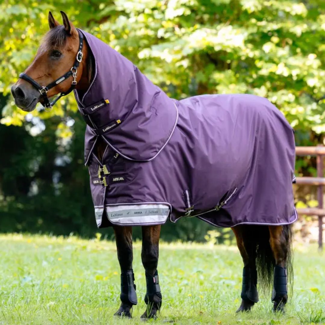 Horse wearing a purple rug in a grassy field with trees in the background