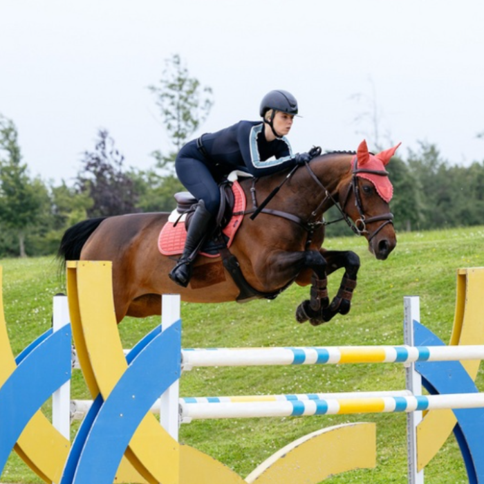 LeMieux AW26 Merino+ Suede Classic Close Contact Square Varient Spiced Earth. A brown horse jumps a colorful equestrian obstacle in an outdoor grassy field, with a rider in black riding attire wearing a black helmet.