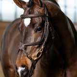 Close-up of a brown horse wearing a bridle with a blurred background