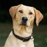 A picture of a dog wearing a brown leather collar agaisnt a dark background.