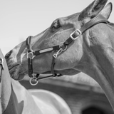 Close-up of a horse wearing a bridle with a blurred background