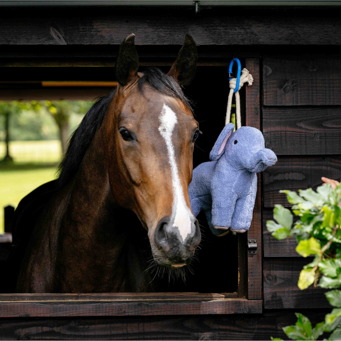 Horse looking out of a stable with a blue plush elephant toy hanging inside