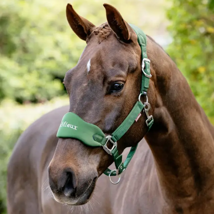 Brown horse wearing a green halter with a blurred green background