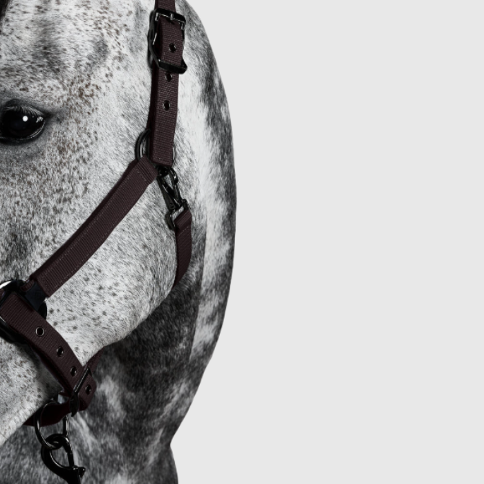 Horse wearing a expresso head collar on white background
