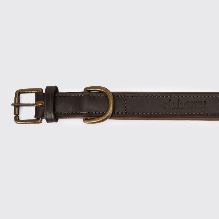 Close up of a gold buckle on a brown leather collar against a white background. 