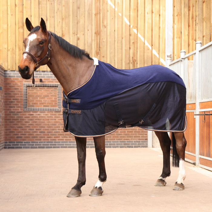 Horse wearing a blue blanket in an indoor stable.