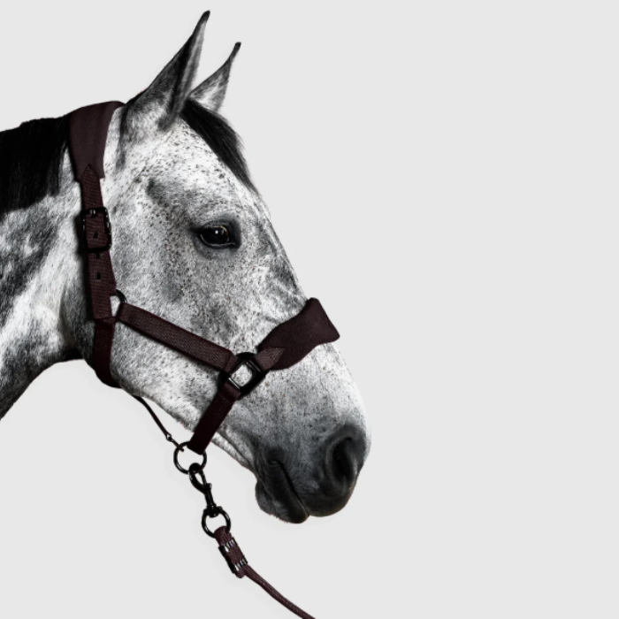 Horse wearing a head collor on a light gray background