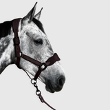 Horse wearing a head collor on a light gray background