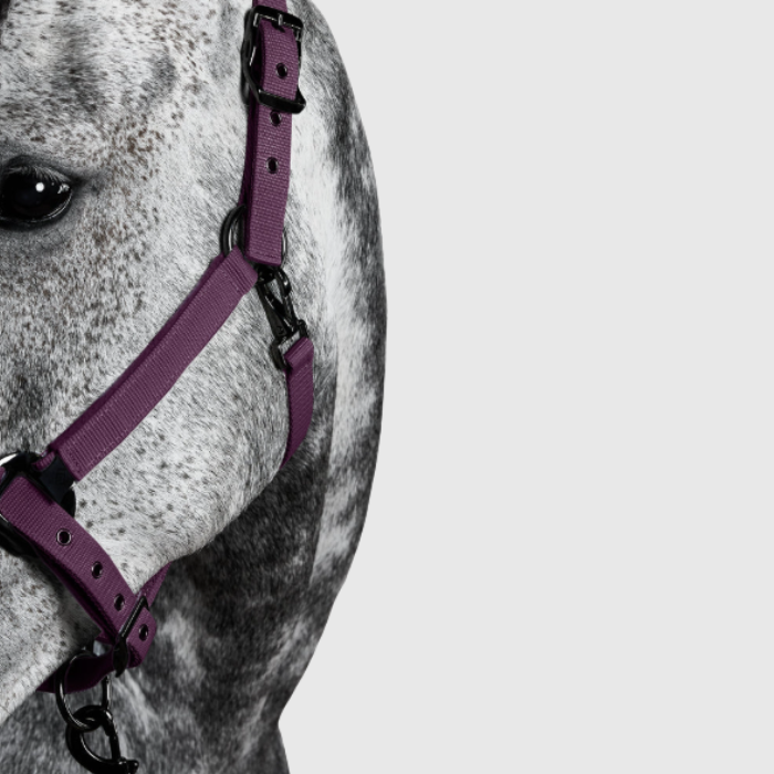 Horse wearing a plum head collar on a light gray background