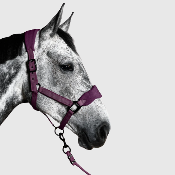 Horse wearing a plum head collar on a light grey background