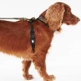 Spaniel dog wears a tartan harness on a white background