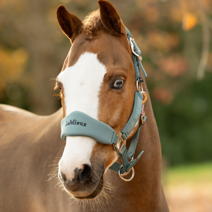 LeMieux AW26 Breakaway Vogue Headcollar & Leadrope Variant Colour Aloe.
A close-up of a brown horse with a white blaze wearing a sage green and black LeMieux halter against a blurred outdoor background.
