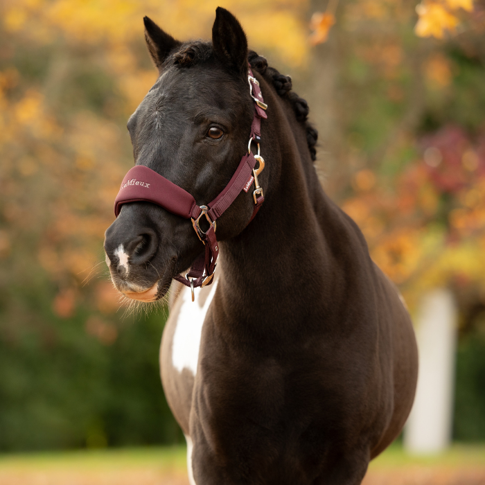 LeMieux AW26 Breakaway Vogue Headcollar & Leadrope Variant Colour Bramble.
A dark brown horse wearing a burgundy horse halter with gold-toned metal hardware, set against a blurred autumn background of yellow and green foliage.