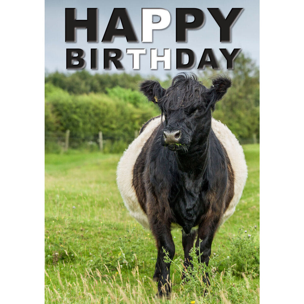 Charles Sainsbury-Plaice Belted Galloway Cow Happy Birthday Card