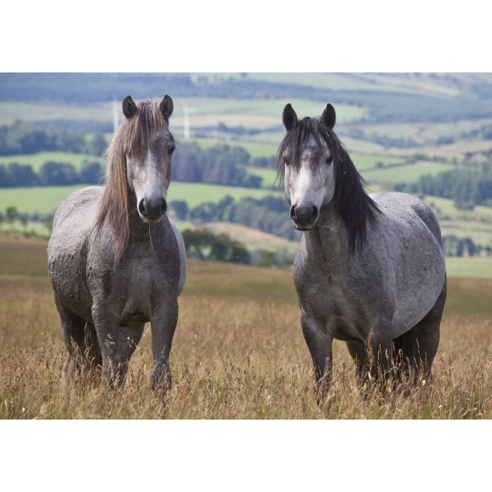 Charles Sainsbury-Plaice Welsh Mountain Ponies Greeting Card