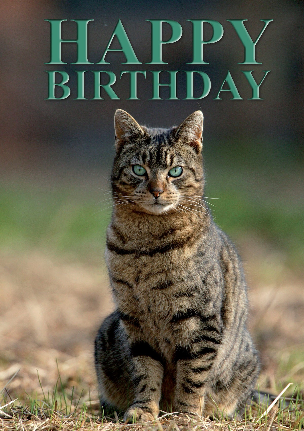 Charles Sainsbury-Plaice Happy Birthday Percy the Farm Cat Greeting Card