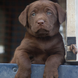 'Chocolate Labrador Puppy In Land Rover' Greeting Card by Charles Sainsbury-Plaice