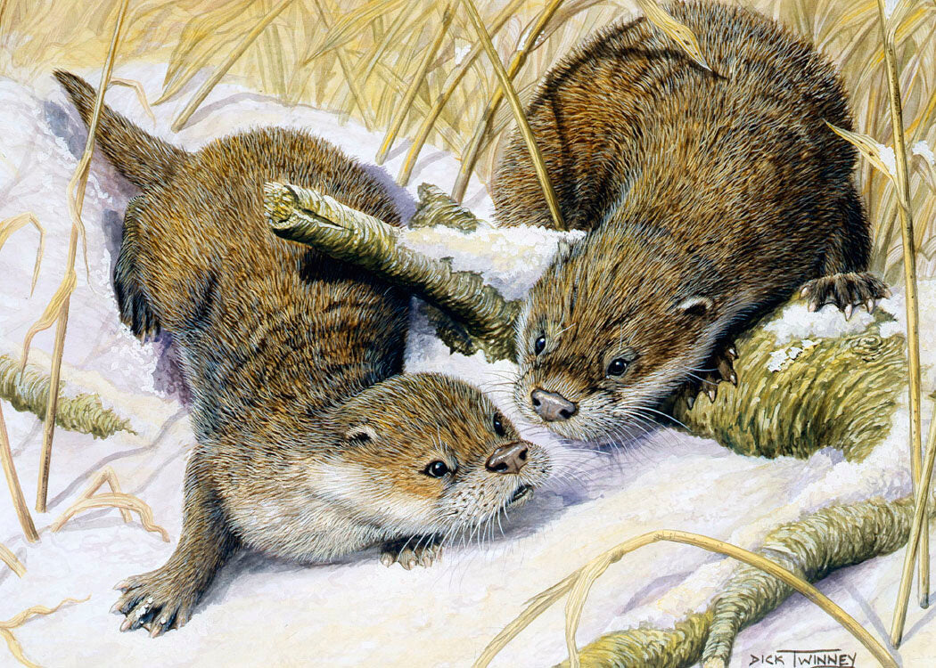 Dick Twinney 8 Wildlife Christmas Cards