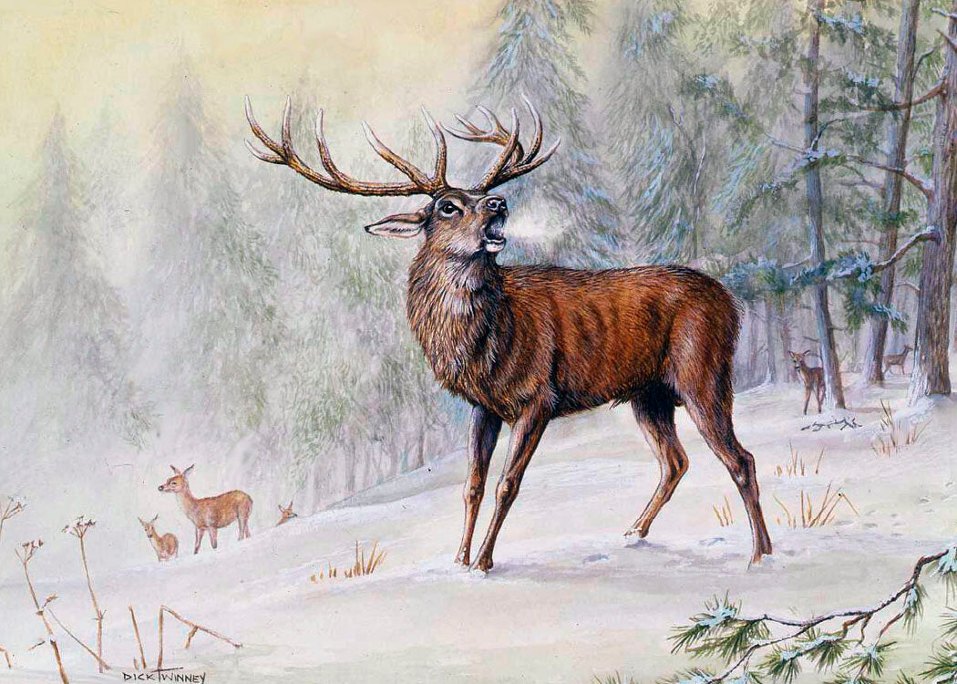 Dick Twinney 8 Wildlife Christmas Cards
