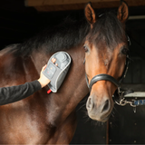 Person applying a device to a horse's side in a stable setting