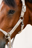 Eskadron Leather Double Pin Headcollar