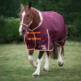 Horse wearing a burgundy rug with orange straps in a grassy field
