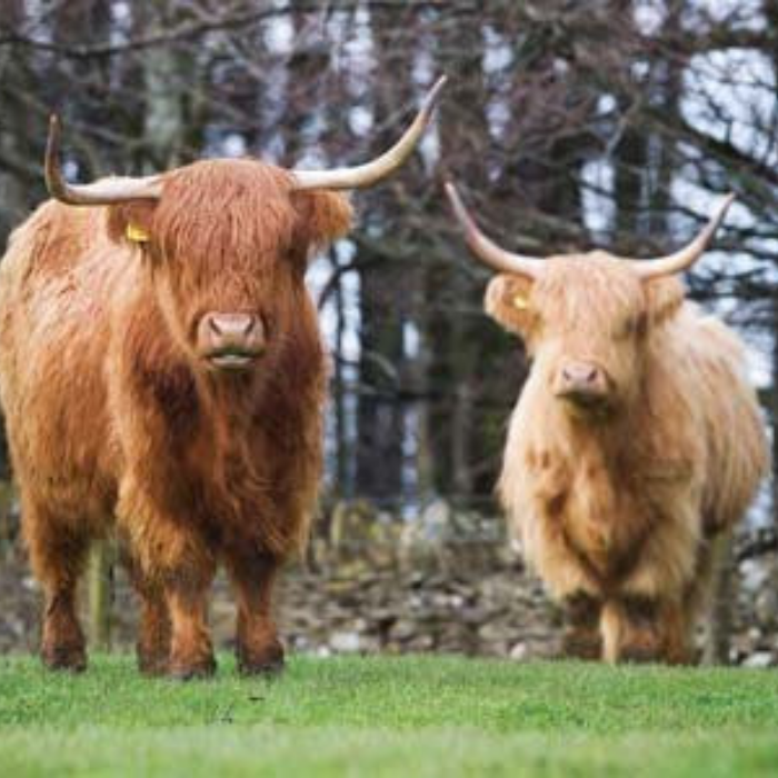 'Highland Cattle' Greeting Card By Charles Sainsbury-Plaice