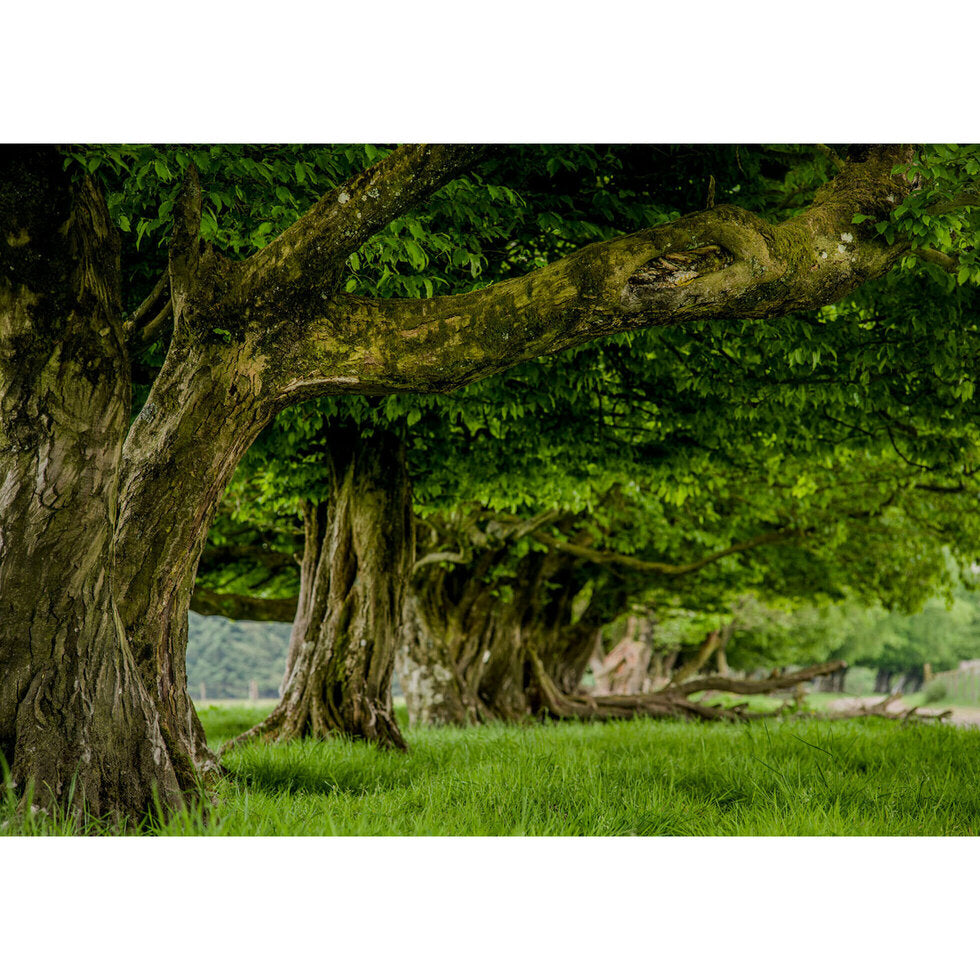 'Hornbeams On The Kerry Ridgeway' Greetings Card By Charles Sainsbury-Plaice