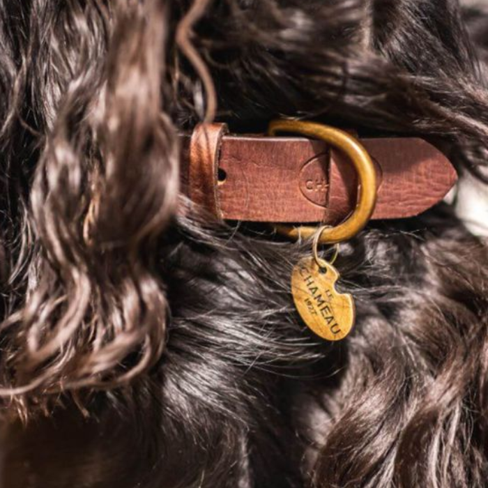 Close up of a dog wearing a collar with a gold tag and Le Chameau branding