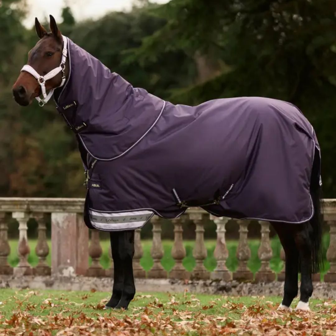 Horse wearing a purple rug in an outdoor setting with trees and a fence.