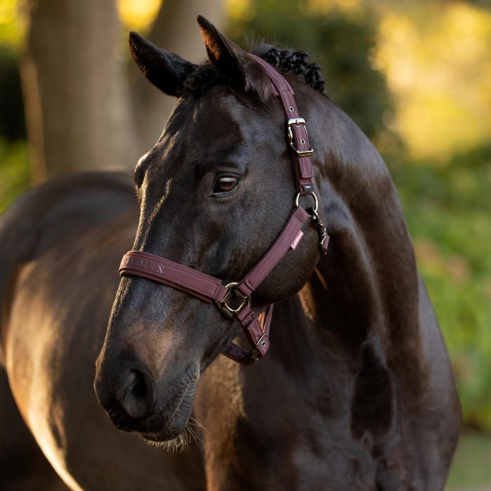LeMieux Finesse Headcollar