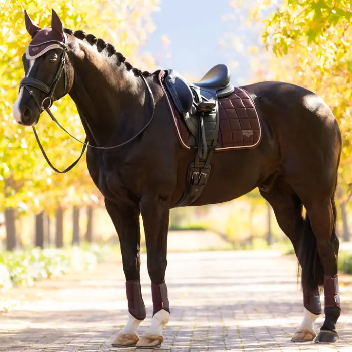 Horse with a saddle and bridle standing on a path with trees in the background