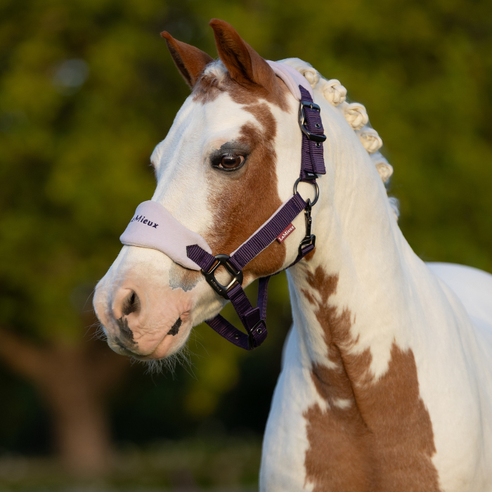 LeMieux Mini Vogue Headcollar & Leadrope - Autumn 2025