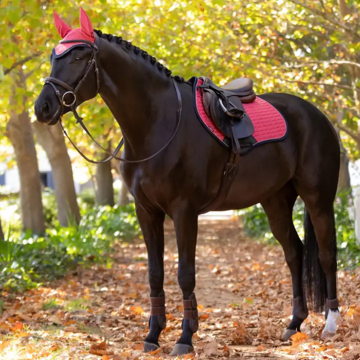 Horse with a red saddle pad, brown saddle and bridle standing on a path with trees in the background