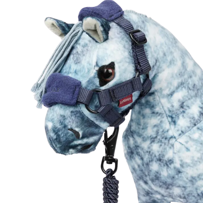Grey pony wears a blue headcollar and matching rope on a white background