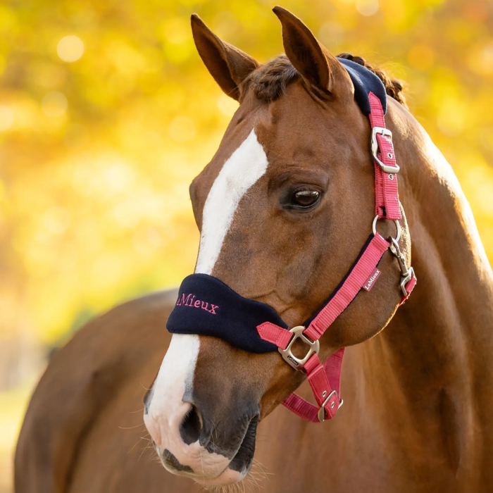 Brown horse with a cranberry colour headcollar against a blurred yellow background