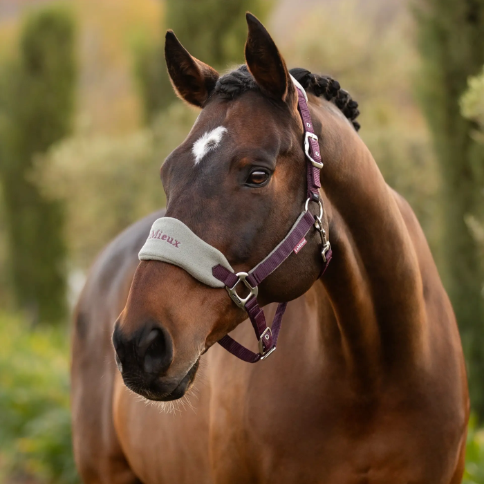 Brown horse with a light green and purple headcollar in a natural setting